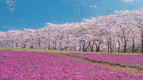 桜　開花予想　2015年