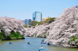 千鳥ヶ淵公園　花見　夜　桜　混雑予想　混雑を回避する方法