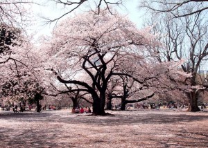 桜　開花予想　2015年　新宿御苑