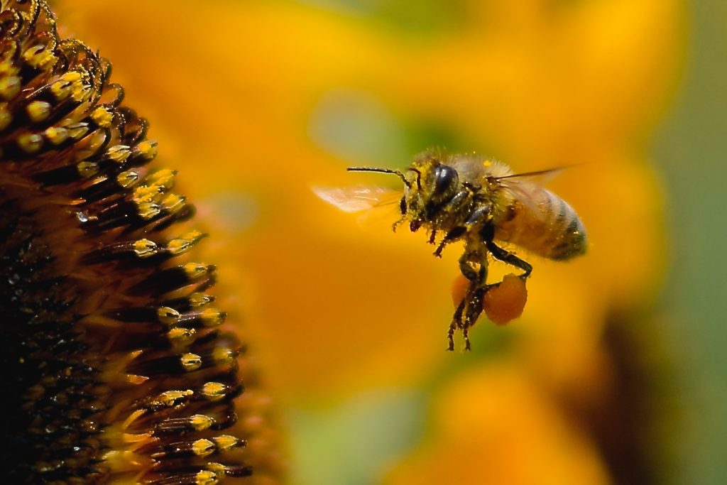 蜂　対処法　症状　刺される　種類